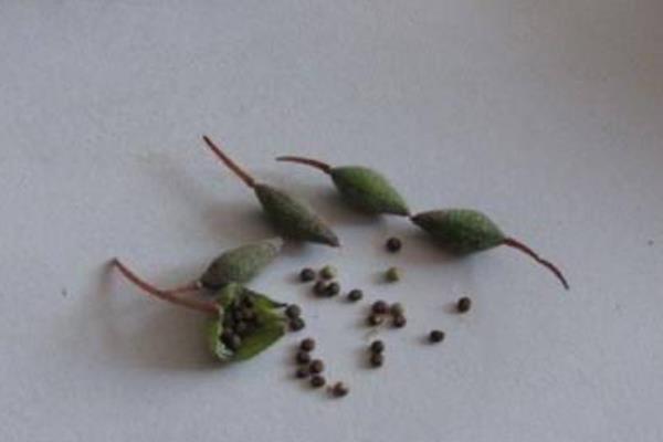 鳳仙花種子市場價格多少錢一斤 鳳仙花家庭養殖方法