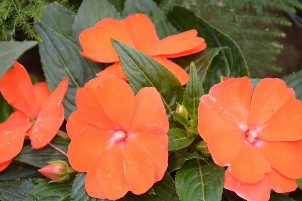 鳳仙花種子市場價格多少錢一斤 鳳仙花家庭養殖方法