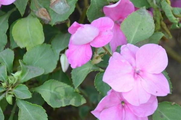 鳳仙花種子市場價格多少錢一斤 鳳仙花家庭養殖方法