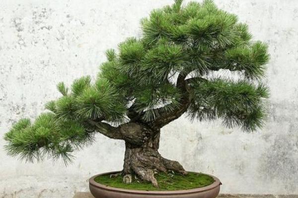 南洋杉市場價格多少錢一盆 南洋杉的繁殖方法