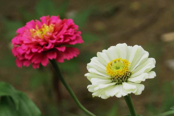 百日草怎么摘心（圖解步驟）  百日草的生長期養護