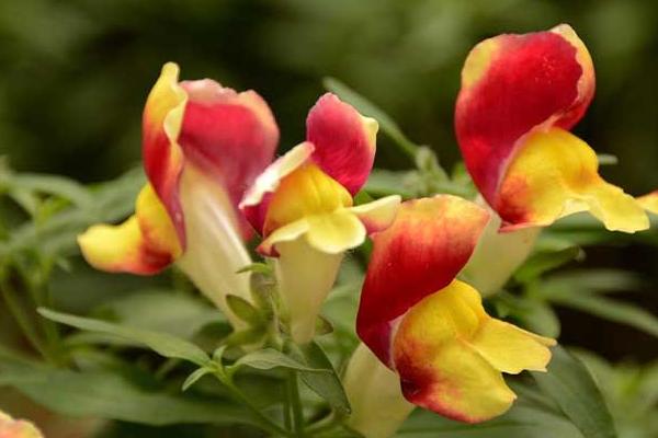 金魚草開花嗎 金魚草什么時候開花（幾月）