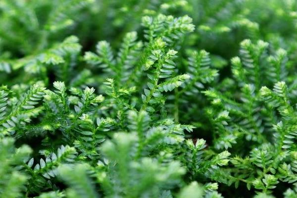 翠云草怎么養 翠云草養殖方法與注意事項