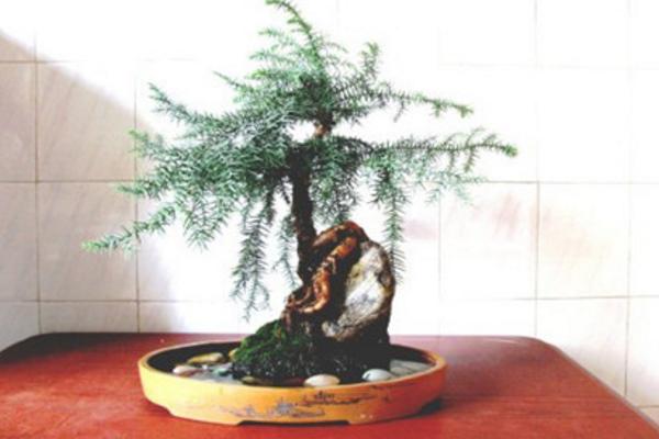 南洋杉圖片大全（含盆景） 南洋杉的生長習性