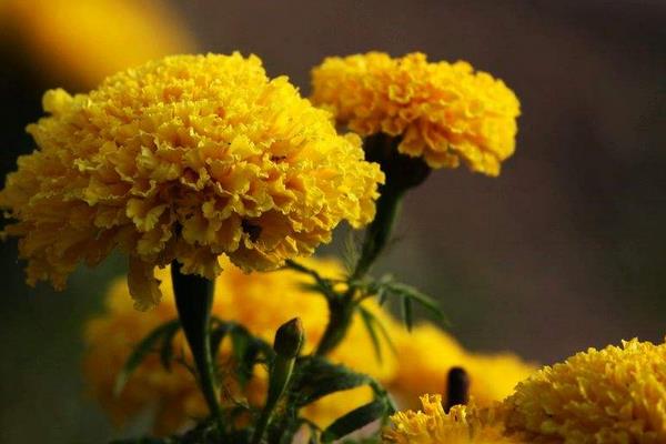 萬壽菊有毒嗎 萬壽菊能放在家庭臥室嗎