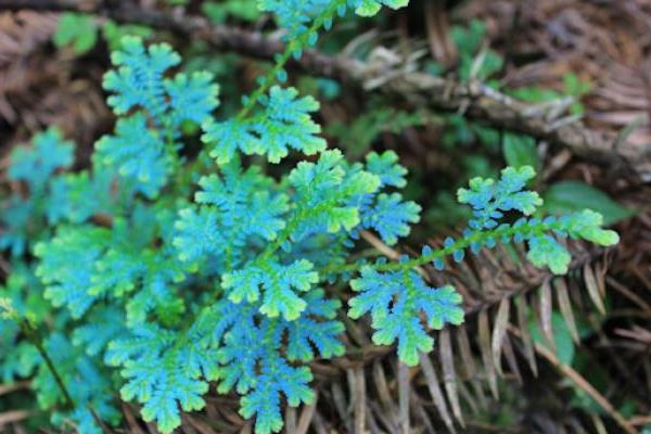 翠云草和卷柏的區別是什么  翠云草和青龍草的區別