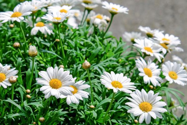 雛菊的功效與作用及禁忌 雛菊市場(chǎng)價(jià)值