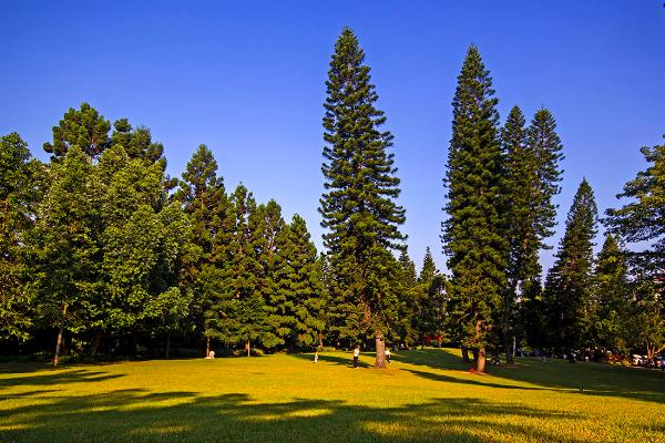 南洋杉怎么養 南洋杉養殖方法與注意事項
