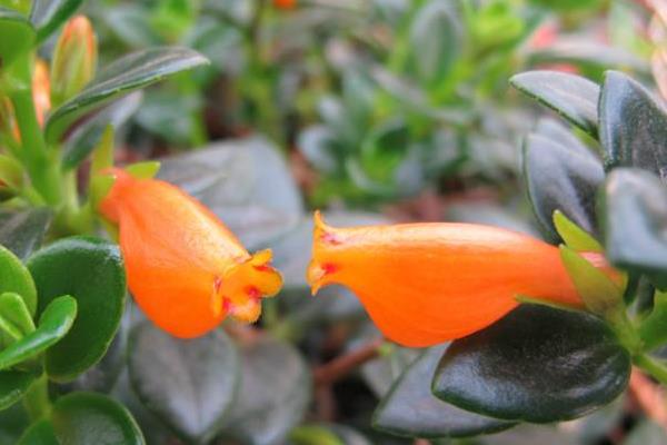 金魚吊蘭冬天怎么養(過冬) 金魚吊蘭的養殖方法