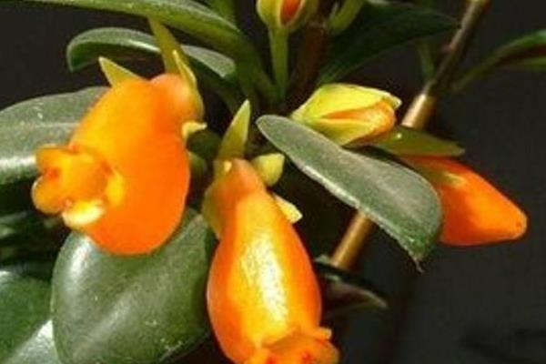 金魚吊蘭冬天怎么養(過冬) 金魚吊蘭的養殖方法