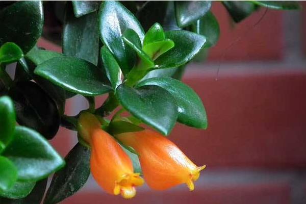 金魚吊蘭冬天怎么養(過冬) 金魚吊蘭的養殖方法