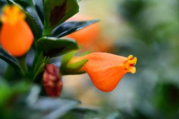 金魚吊蘭冬天怎么養(過冬) 金魚吊蘭的養殖方法