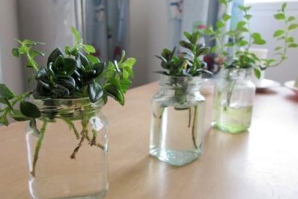 金魚吊蘭冬天怎么養(過冬) 金魚吊蘭的養殖方法