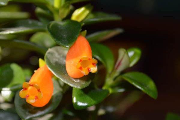 金魚吊蘭冬天怎么養(過冬) 金魚吊蘭的養殖方法