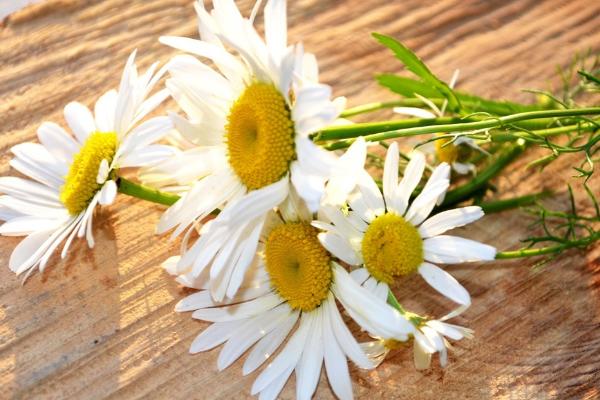 雛菊能送人嗎 送雛菊代表什么意思