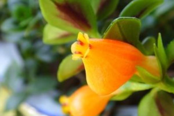 金魚吊蘭和金魚草的區別是什么  金魚吊蘭的品種