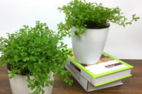 翠云草吸甲醛嗎 翠云草能凈化空氣嗎