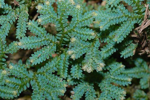 翠云草吸甲醛嗎 翠云草能凈化空氣嗎