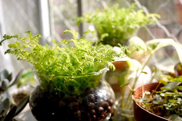 翠云草吸甲醛嗎 翠云草能凈化空氣嗎