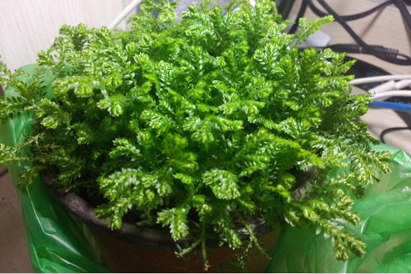 翠云草吸甲醛嗎 翠云草能凈化空氣嗎