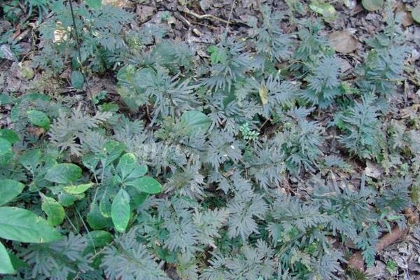 翠云草吸甲醛嗎 翠云草能凈化空氣嗎