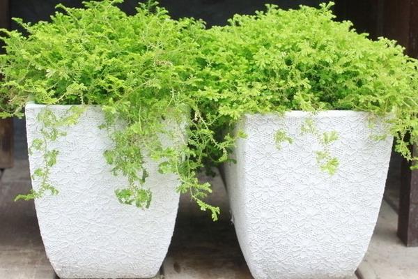 翠云草吸甲醛嗎 翠云草能凈化空氣嗎