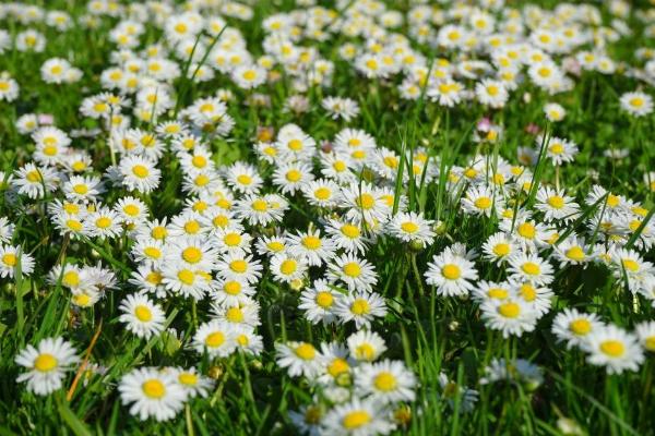 雛菊圖片大全 雛菊花語及寓意