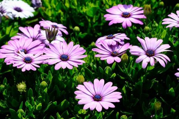 雛菊圖片大全 雛菊花語及寓意