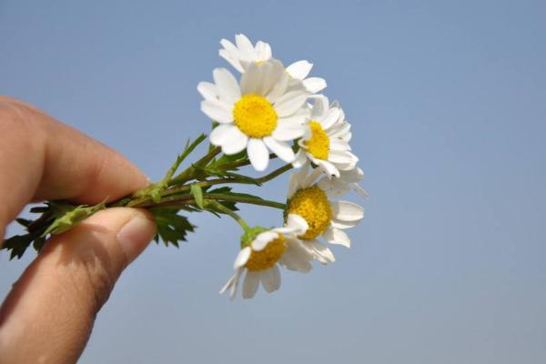 雛菊圖片大全 雛菊花語及寓意