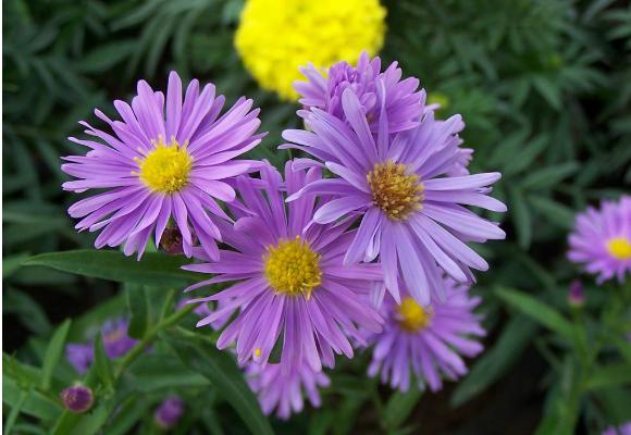 雛菊圖片大全 雛菊花語及寓意