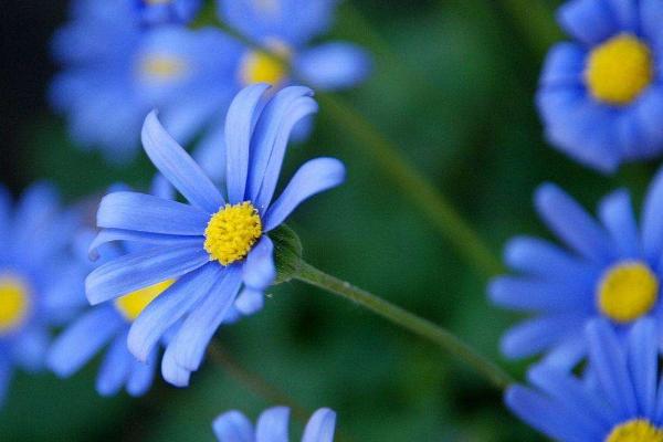 雛菊圖片大全 雛菊花語及寓意