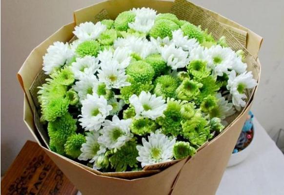 雛菊圖片大全 雛菊花語及寓意