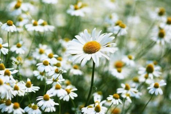 雛菊圖片大全 雛菊花語及寓意