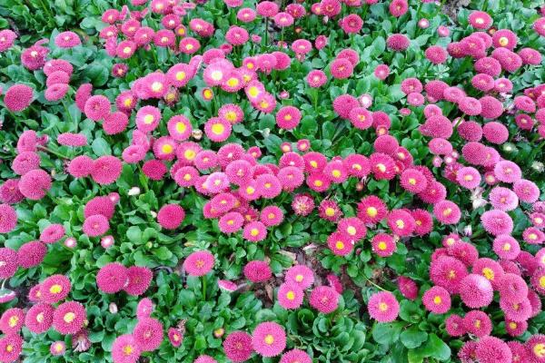 雛菊圖片大全 雛菊花語及寓意