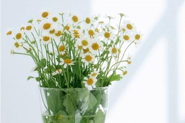 雛菊怎么養 雛菊養殖方法與注意事項