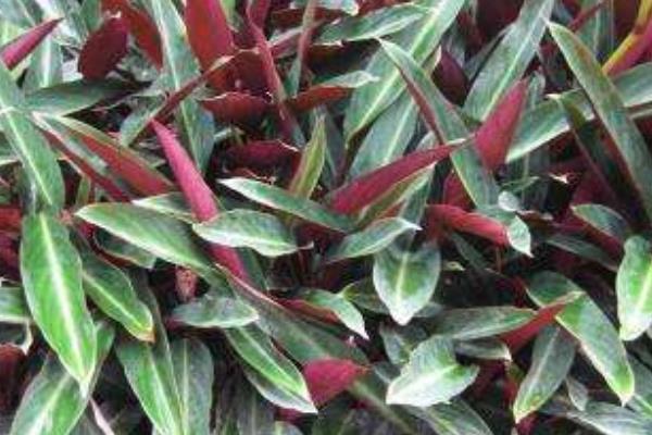 紫背竹芋作用及市場價值  紫背竹芋的形態(tài)特征