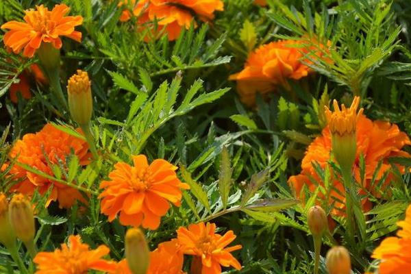 孔雀草圖片大全 孔雀草花語及寓意