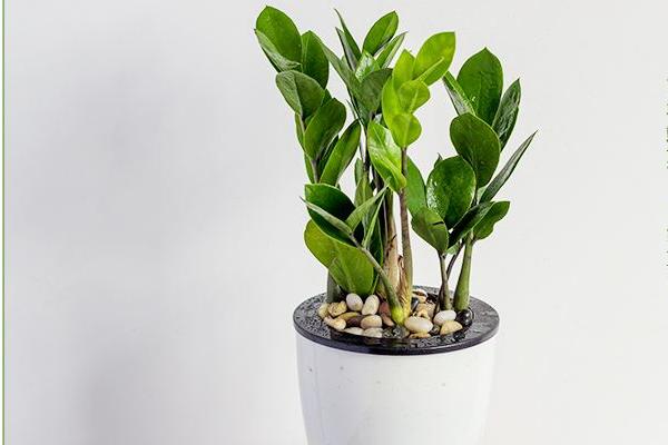 搖錢樹怎么澆水 搖錢樹多久澆一次水