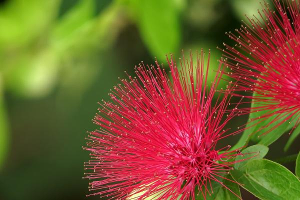 合歡花和朱纓花的區別是什么 合歡花的價值