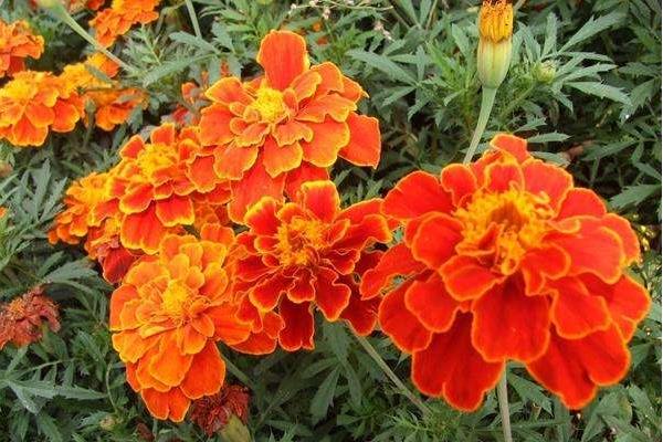 孔雀草圖片大全 孔雀草花語及寓意