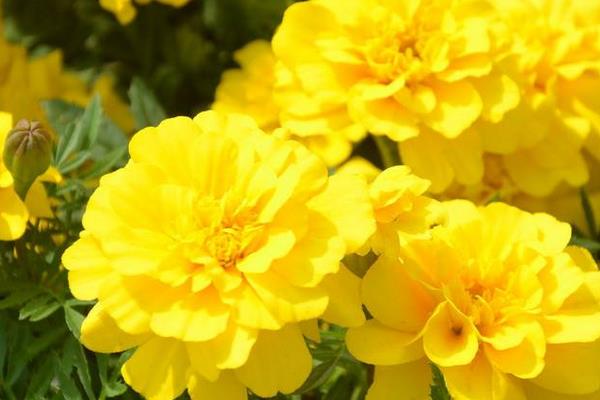 孔雀草圖片大全 孔雀草花語及寓意