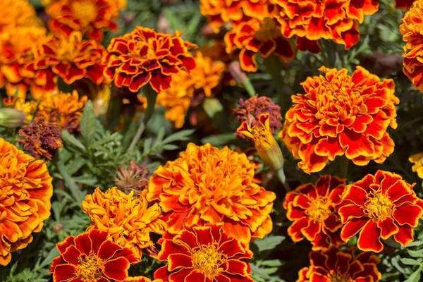 孔雀草圖片大全 孔雀草花語及寓意