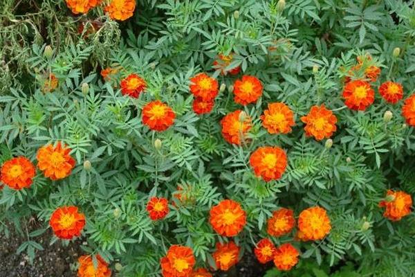 孔雀草圖片大全 孔雀草花語及寓意