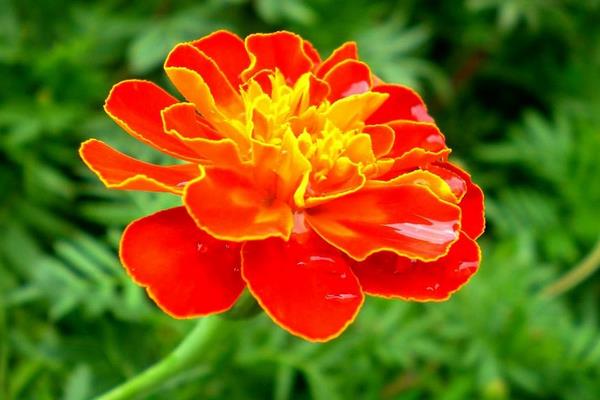 孔雀草圖片大全 孔雀草花語及寓意