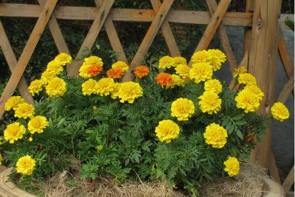 孔雀草種子市場價格多少錢一斤  孔雀草種子的播種方法