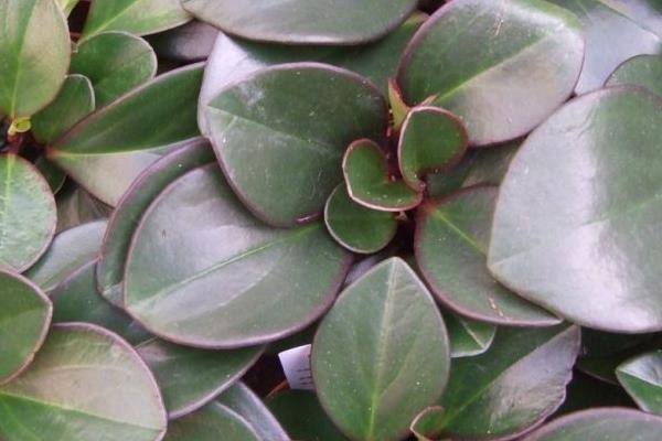 紫邊碧玉椒草盆栽怎么養 紫邊碧玉椒草養殖方法與注意事項