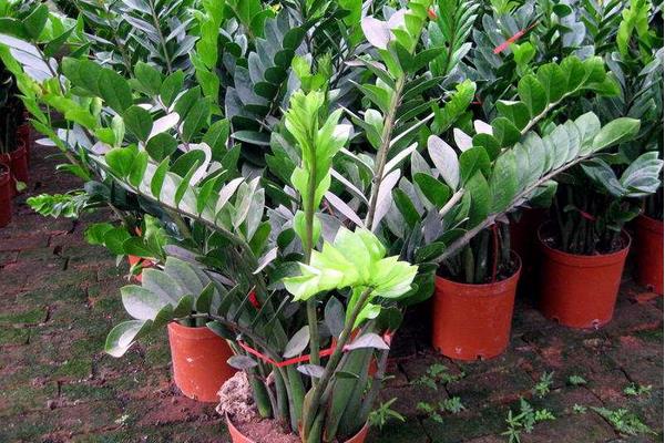 搖錢樹是什么樹 搖錢樹開花嗎