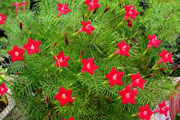 蔦蘿作用及市場價值  蔦蘿的繁殖方法