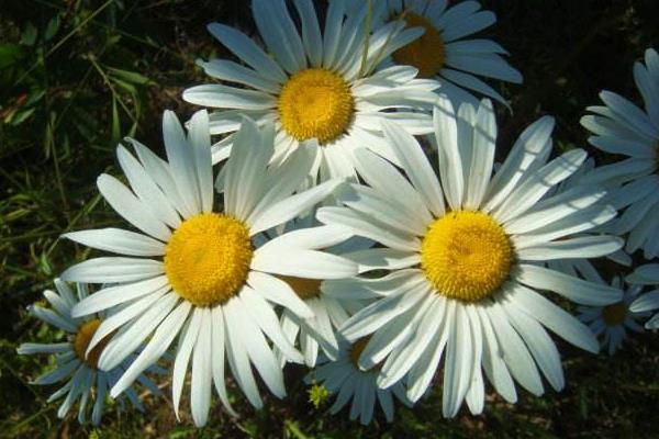 白晶菊圖片大全 白晶菊花語