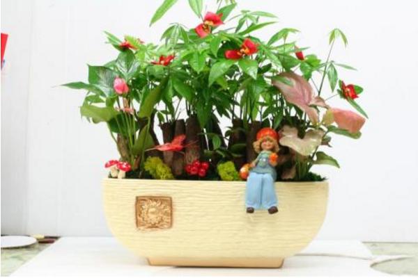 搖錢樹市場價格多少錢一盆 盆栽搖錢樹怎么養